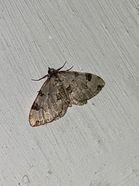 Colostygia pectinataria - zöld levélaraszoló