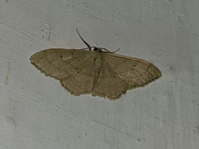 Idaea straminata - szalmasárga sávosaraszoló