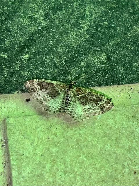 sávos tarkaaraszoló - Xanthorhoe spadicearia