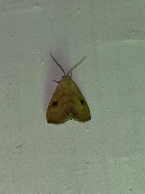 Rivula sericealis - selymes lórombagoly