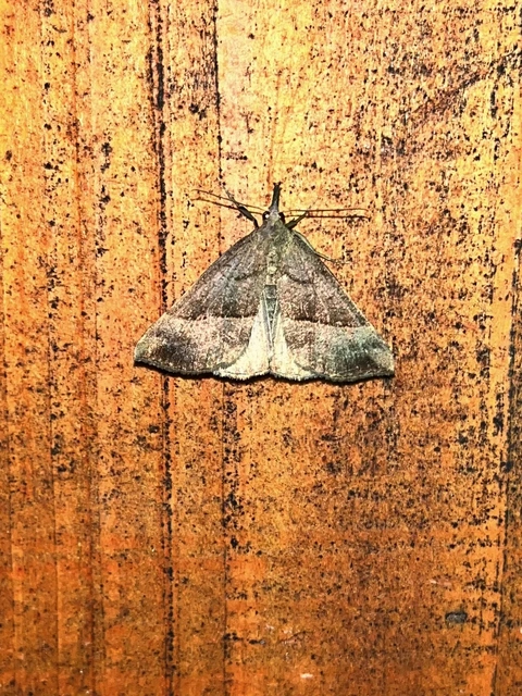 Hypena proboscidalis - ormányos karcsúbagoly