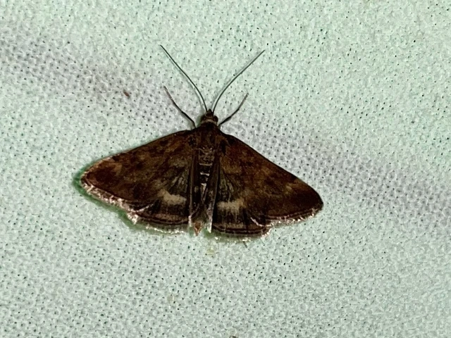Pyrausta despicata - réti bíbormoly