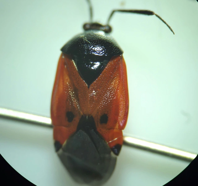 Deraeocoris rutilus - cinóber mezeipoloska