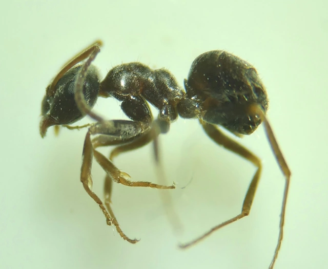 Lasius alienus - kövi feketehangya