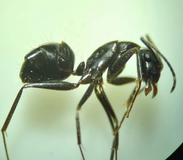 Camponotus aethiops - szőrös lóhangya