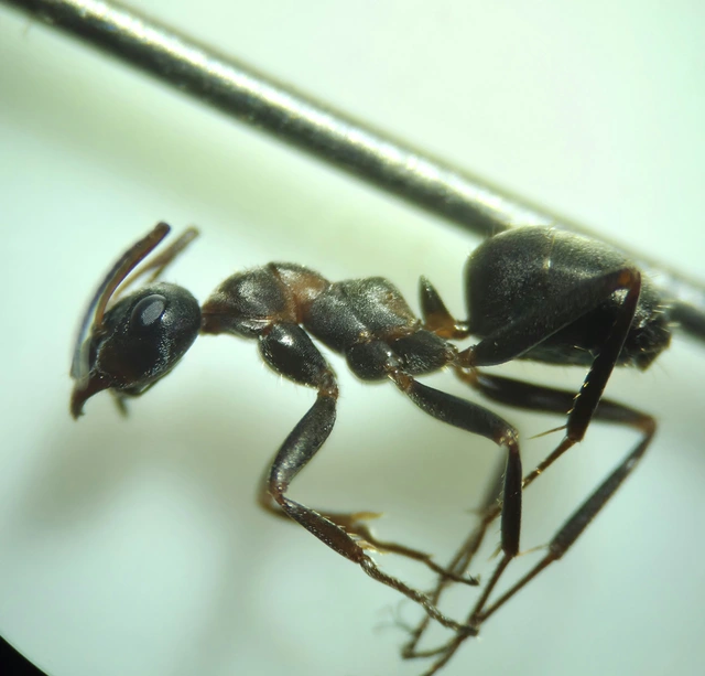 Formica cunicularia - gyakori rabszolgahangya