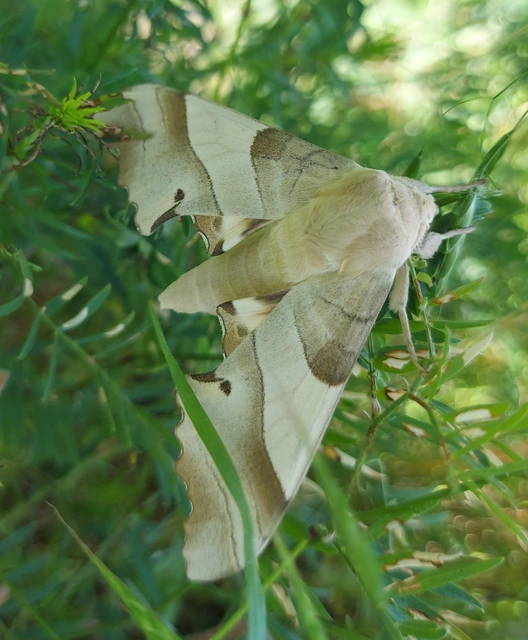 Marumba quercus - tölgyfaszender