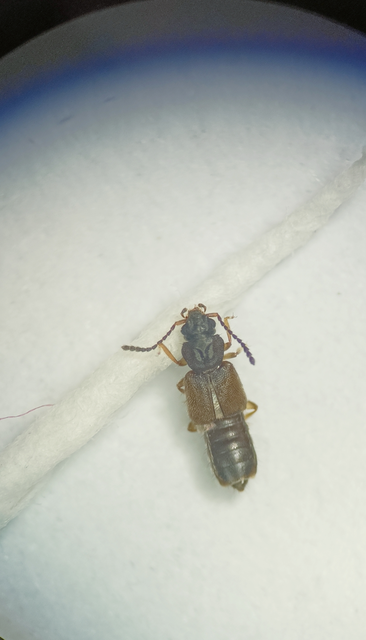 Carpelimus erichsoni - rovátkás iszapholyva Carpelimus erichsoni - rovátkás iszapholyva