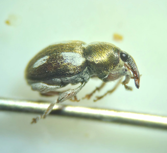 Tychius quinquepunctatus - borsó-tímárormányos