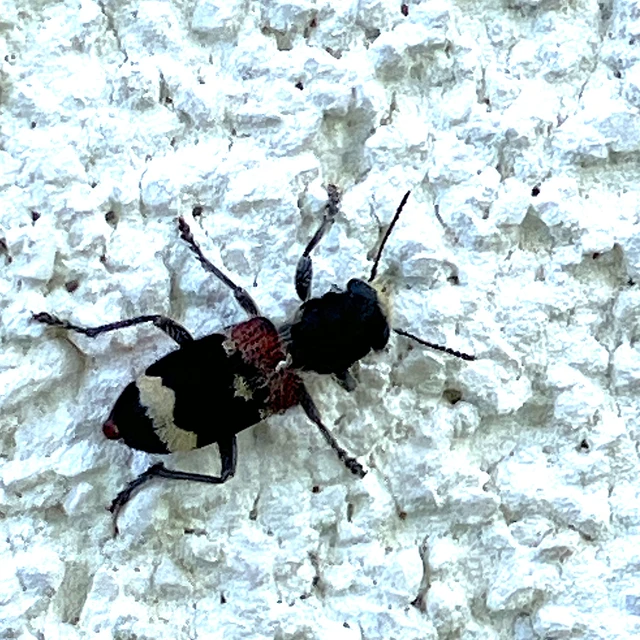Clerus mutillarius - feketenyakú szúfarkas