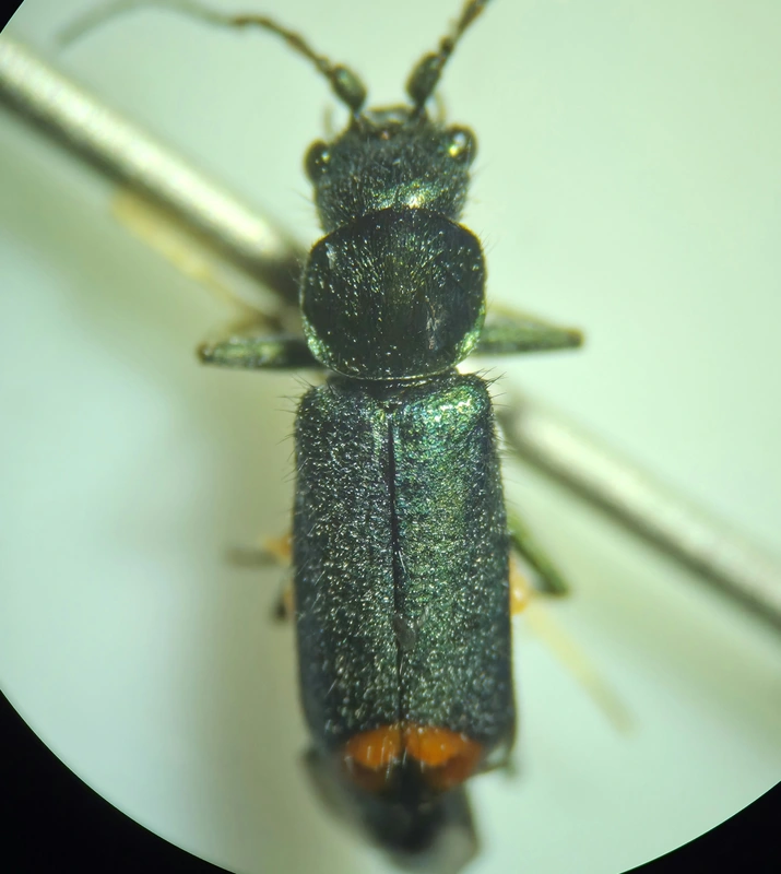 Clanoptilus geniculatus - sárgaarcú bibircsesbogár
