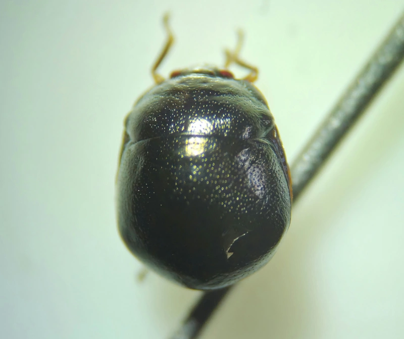 Coptosoma