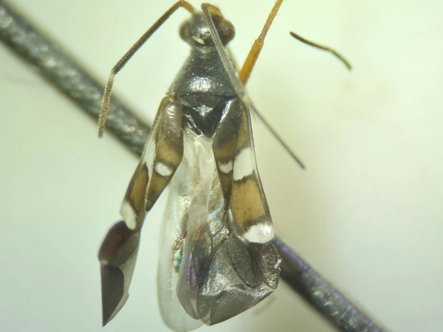 Systellonotus triguttatus - ezüstcsíkos mezeipoloska