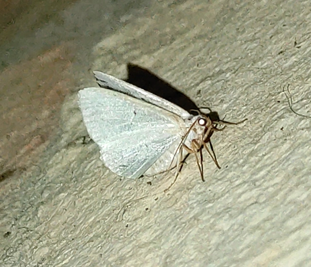 foltos fehéraraszoló - Lomographa temerata