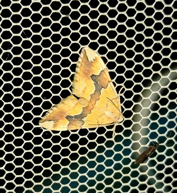 rózsaaraszoló - Cidaria fulvata