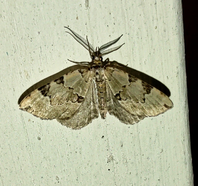 Colostygia pectinataria - zöld levélaraszoló