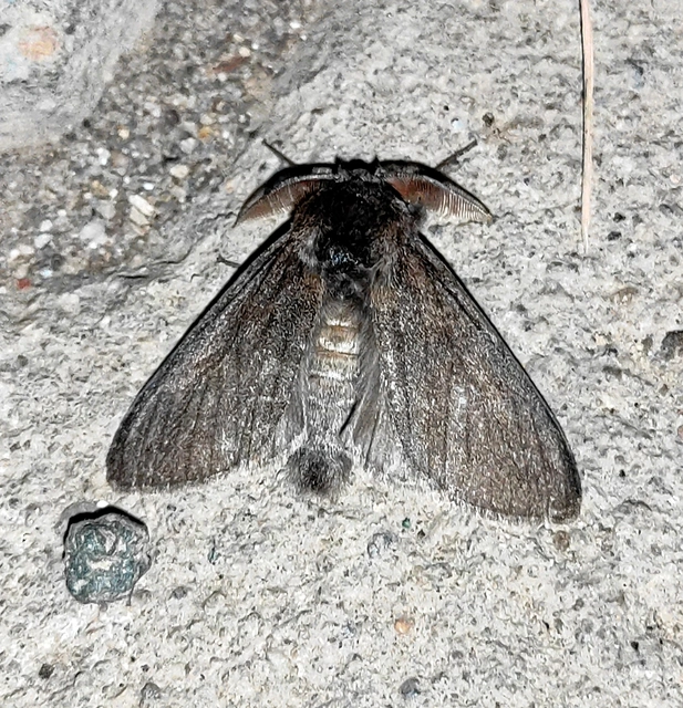 hamvasszövő - Calliteara pudibunda