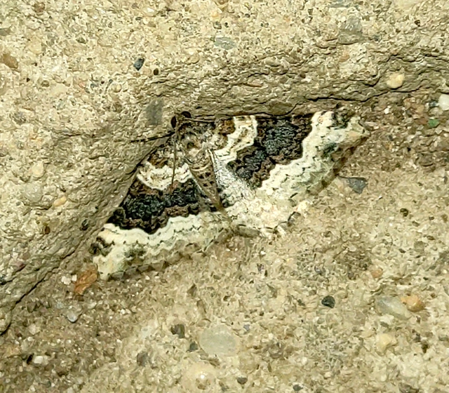 Epirrhoe galiata - sávos galajaraszoló