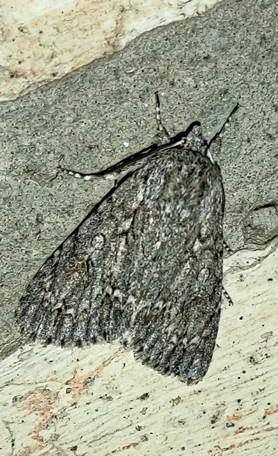 Acronicta aceris - vadgesztenye-szigonyosbagoly