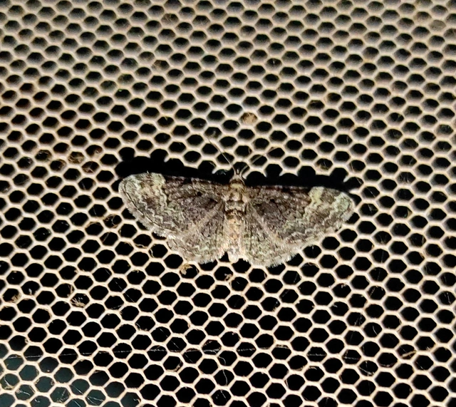 Pasiphila rectangulata - almavirág-araszoló