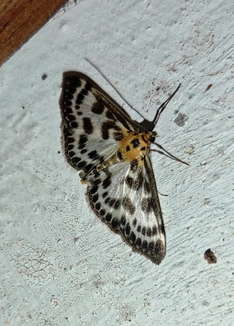 Anania hortulata - tarka csalánmoly