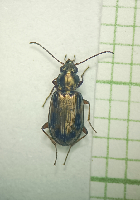 Coleoptera - Bogarak