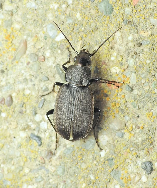Coleoptera - Bogarak