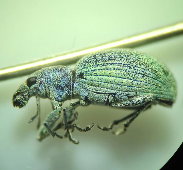 Eusomus ovulum - közönséges cickafarkormányos