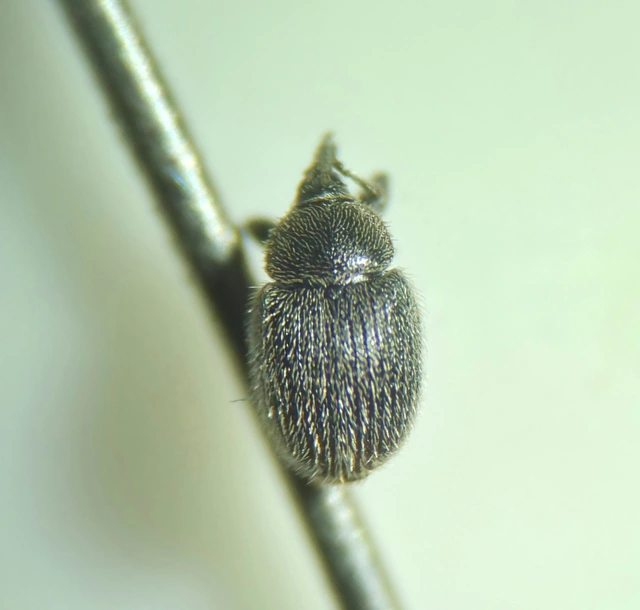 Rhinusa tetra - magtoklakó ökörfarkkóró-ormányos