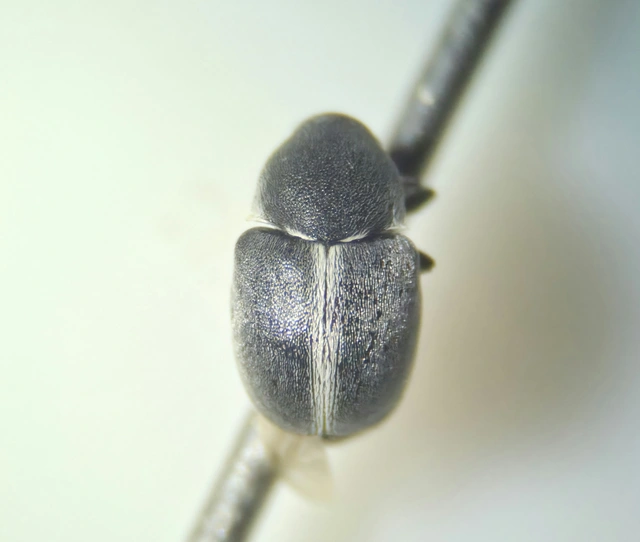Urodontinae