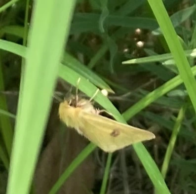 Diacrisia sannio - vörösszélű medvelepke