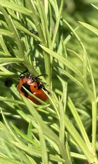 Entomoscelis dorsalis - hérics-honvédbogár