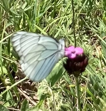 Aporia crataegi - galagonyalepke
