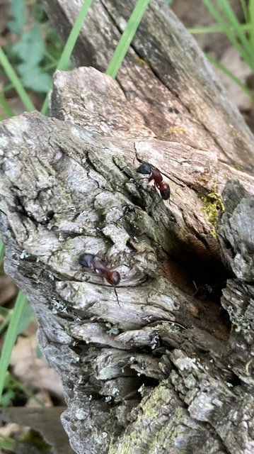 Camponotus ligniperda - faodvasító lóhangya