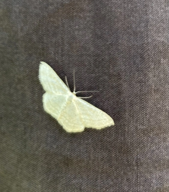 Scopula virgulata - vesszős sávosaraszoló