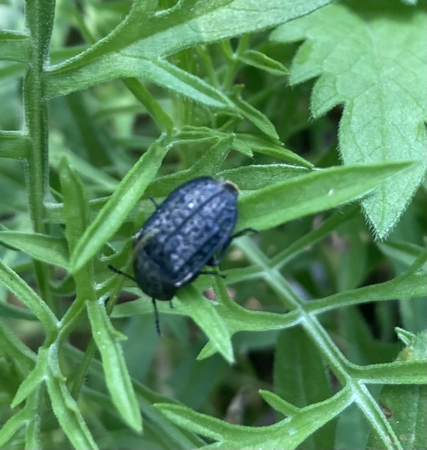 Thanatophilus rugosus - ripacsos dögbogár