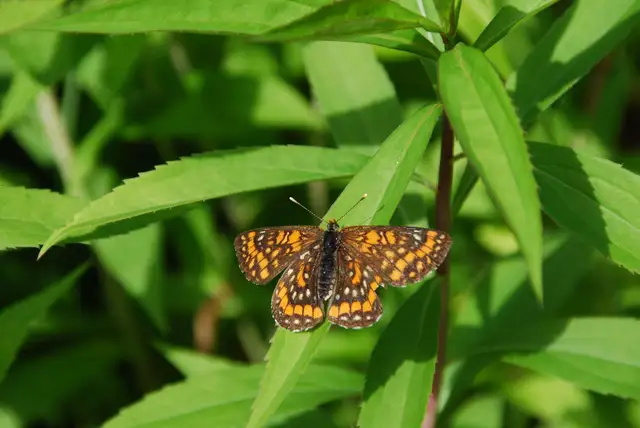 Euphydryas maturna - díszes tarkalepke
