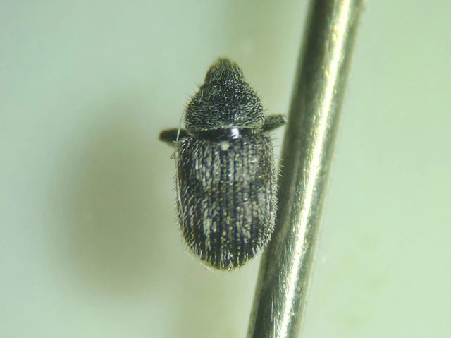 Mecinus labilis - tarka útifűormányos