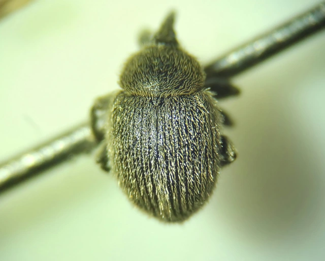 Rhinusa tetra - magtoklakó ökörfarkkóró-ormányos