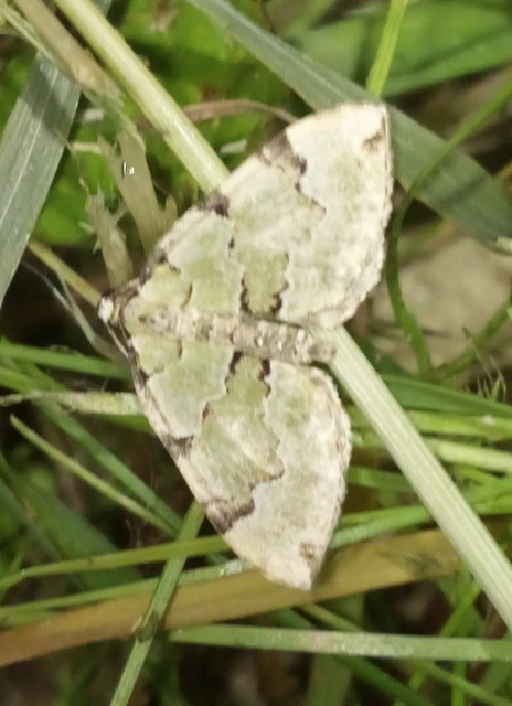 Colostygia pectinataria - zöld levélaraszoló