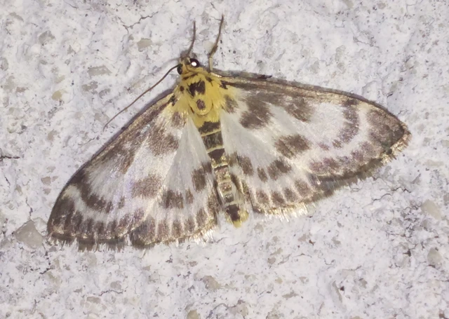 Anania hortulata - tarka csalánmoly
