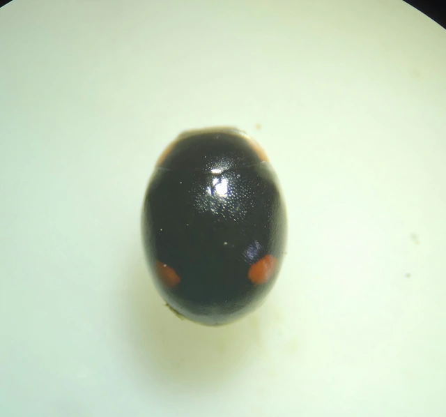 Hyperaspis campestris - mezei szerecsenböde