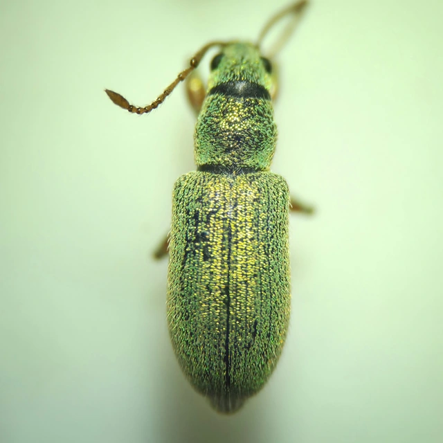 Phyllobius argentatus - ezüstös levélormányos
