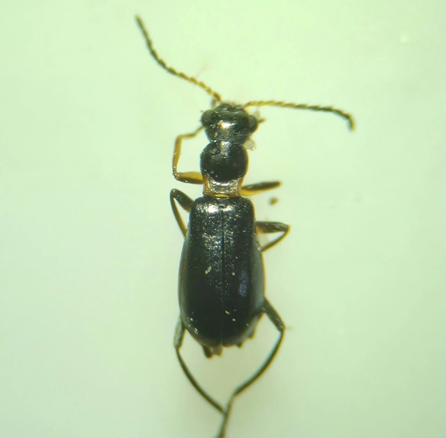 Sphinginus coarctatus - fényes bibircsesbogár