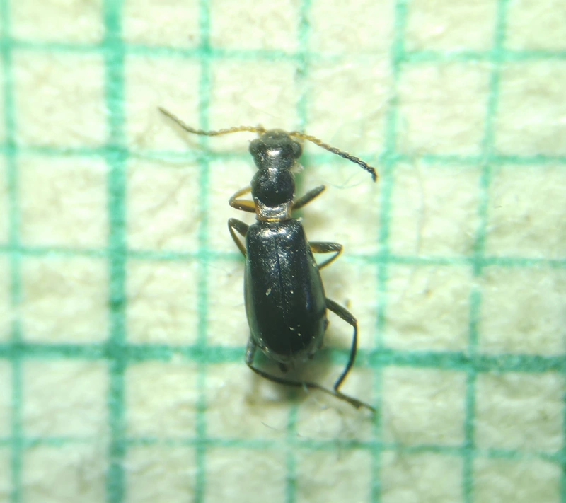 Sphinginus coarctatus - fényes bibircsesbogár