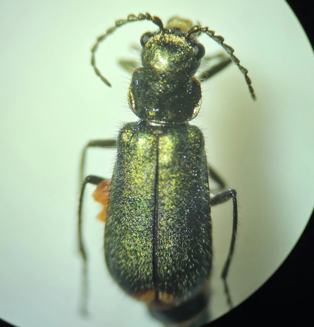 Malachius bipustulatus - kétfoltos bibircsesbogár