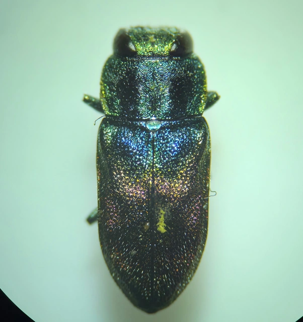 Anthaxia salicis - bíboros virágdíszbogár