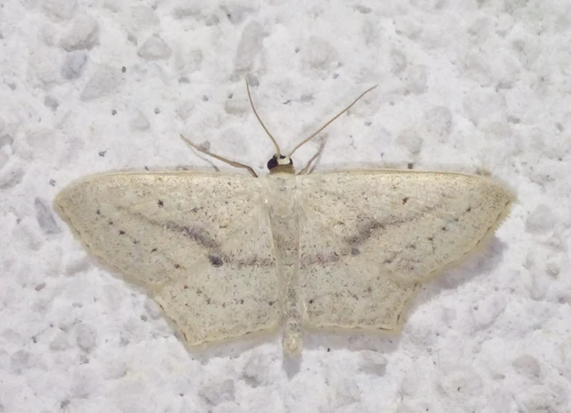 alföldi sávosaraszoló - Scopula flaccidaria