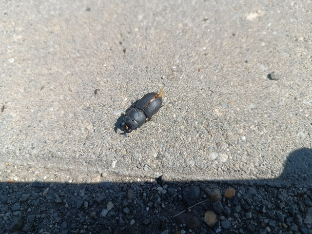 Dorcus parallelipipedus - kis szarvasbogár