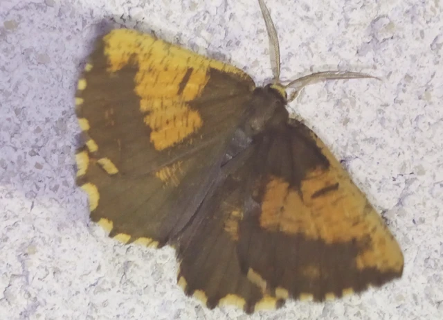 Angerona prunaria - sárga kökényaraszoló